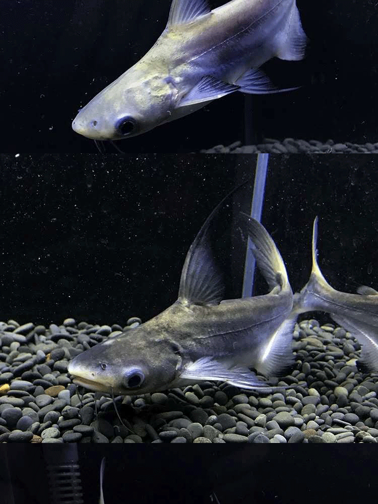 萌萌哒成吉思汗鲨鱼活鱼大白鲨大型虎鲨宠物鱼凶猛巨型淡水蓝鲨观赏