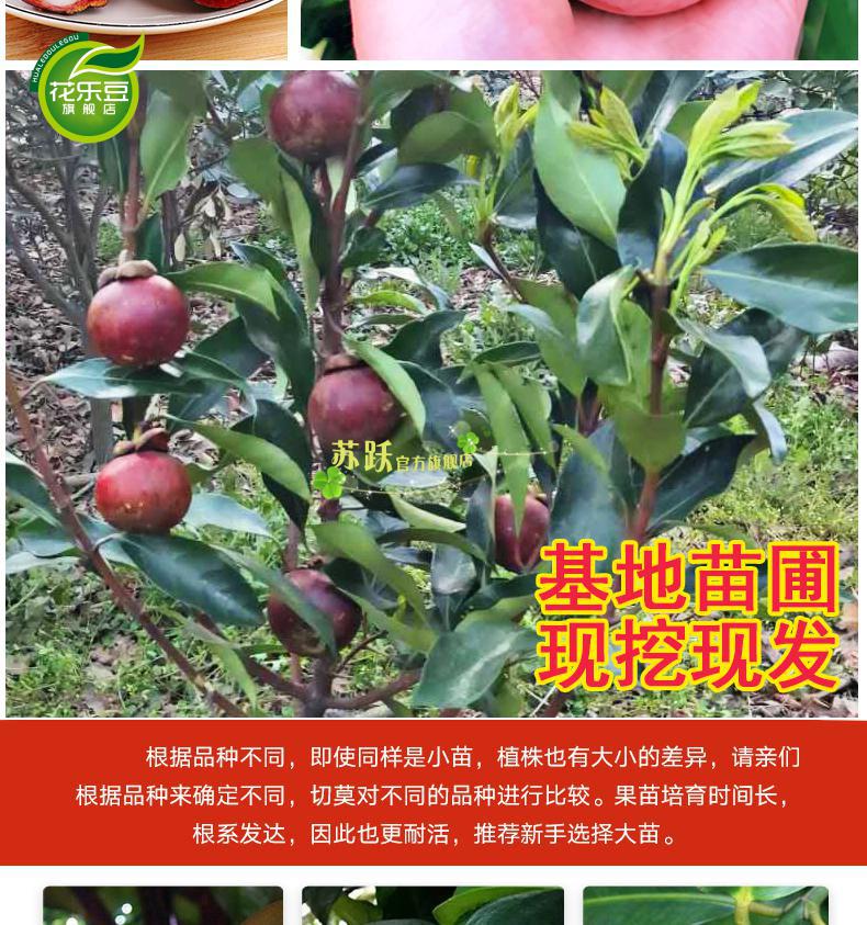 泰国山竹当年结果苗 十二年苗结果坠满枝