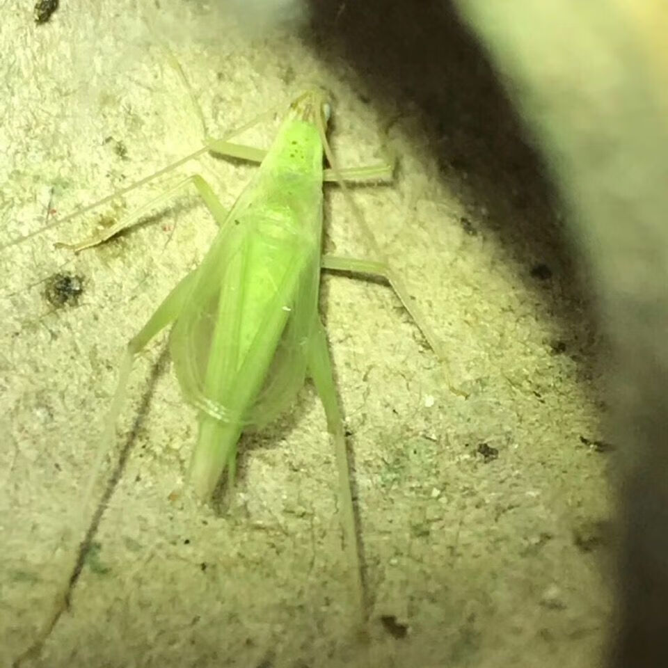 族萃竹蛉活体鸣虫人工蓝竹青竹蛉黑紫竹蛉柬埔寨竹蛉包活全品 精品顶