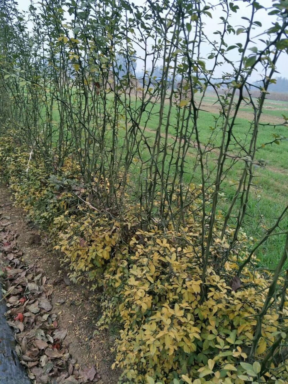 枳壳苗橙子柑桔枸橘苗嫁接积壳苗庭院围栏护园铁篱笆刺树围墙植物嫁接