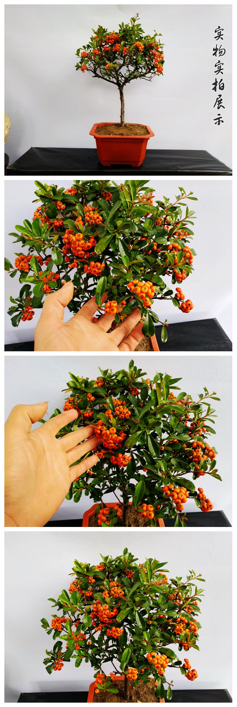 火棘沙棘盆景盆栽树桩盆景绿植观花观果植物阳台客厅庭院当年挂果 10