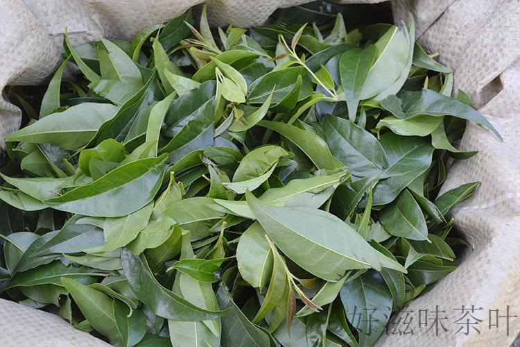 贵州大叶苦丁茶土特产新货小叶苦丁茶茶叶女贞叶毛冬青半斤装250g半斤