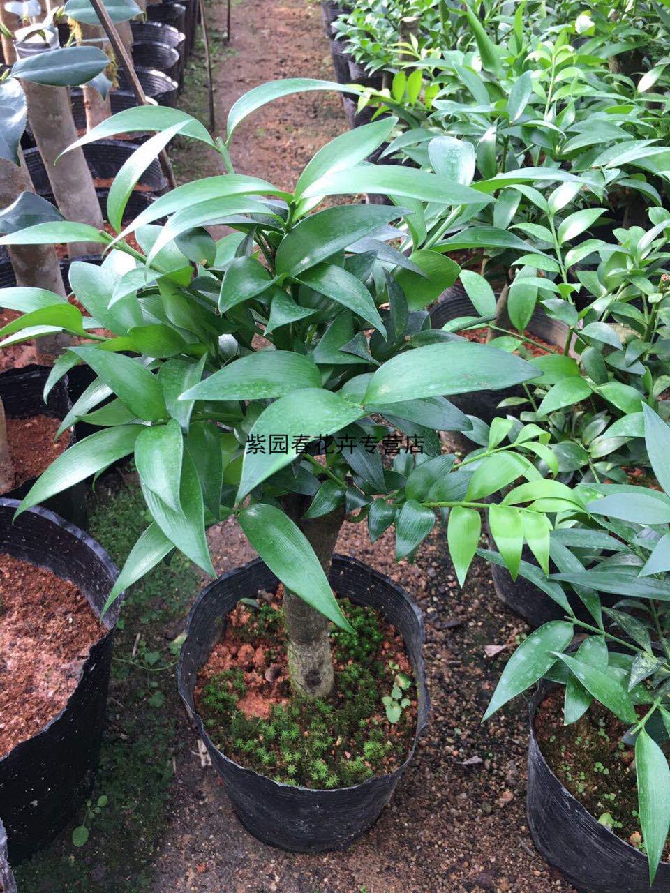 园艺盆栽竹柏树苗圆叶嫁接竹柏盆景竹柏大树苗四季常青绿植吸甲醛 圆