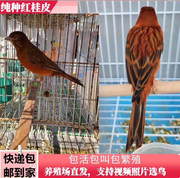 玉鸟活体金丝芙容玉鸟辣椒红雪花红鸣唱鸟红桂皮绿桂皮马赛克活体绿