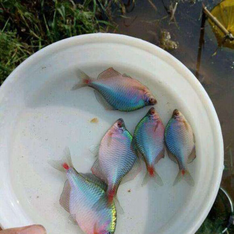 工匠时光 商品名称:【京东推荐】高体七彩鳑鲏旁皮虾虎麦穗鱼观赏原