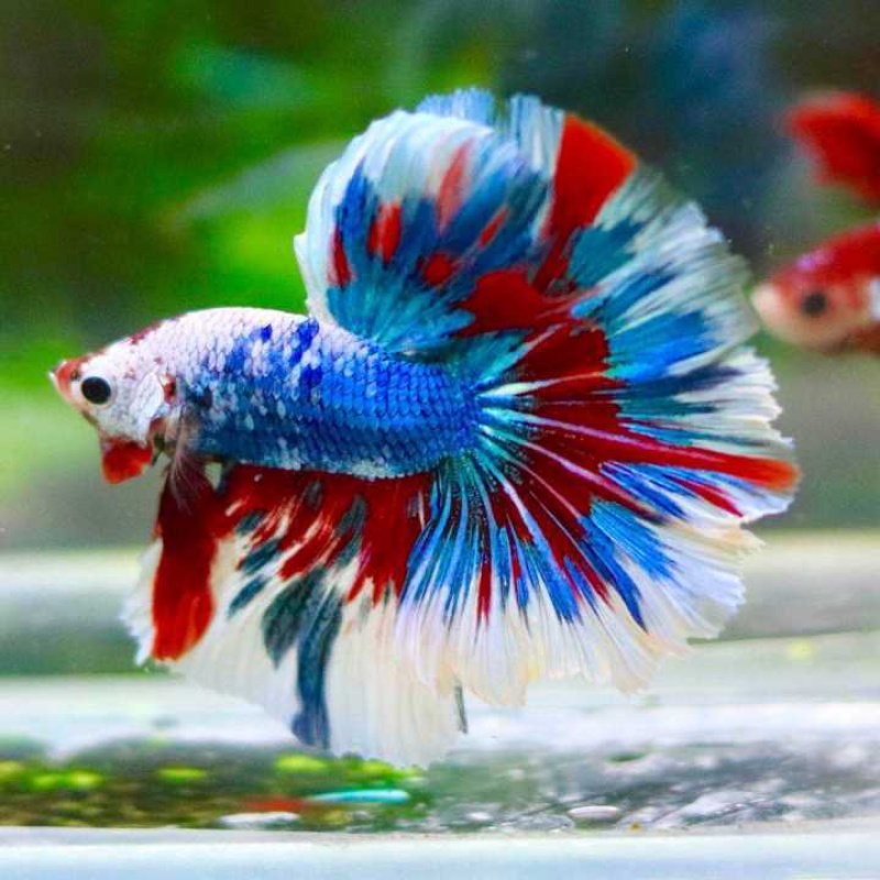 【京选推荐】泰国斗鱼活半月狮王马尾斗鱼抱卵母鱼活热带鱼观赏小型鱼