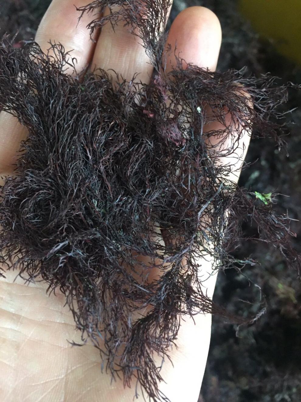 石花菜海凉粉冻菜海藻干货蒿子冻琼脂牛毛菜石花膏四果汤 500克【图片