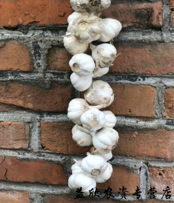 农家乐饭店装饰手工天然真大蒜辫子电影拍摄道具蔬菜串挂件真大蒜 1米