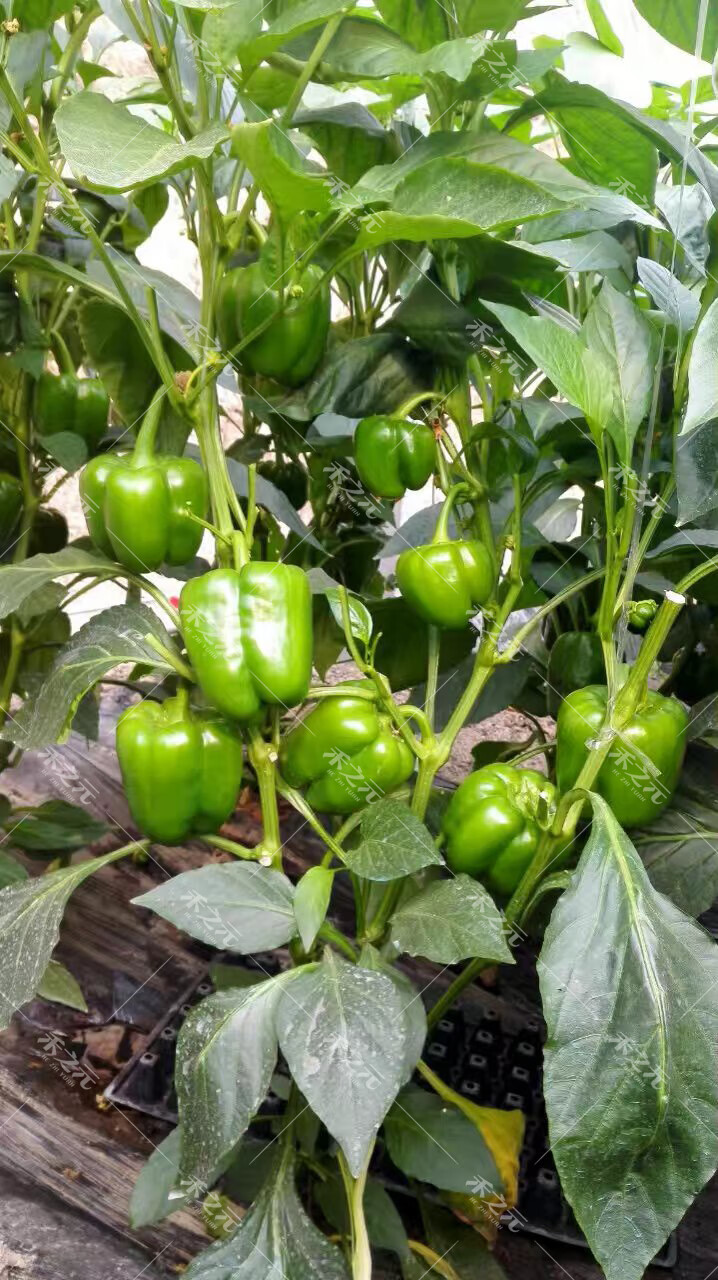 青椒种子红椒黄高产甜椒籽四季盆栽辣椒五彩118春季南方蔬菜种孑 绿圆