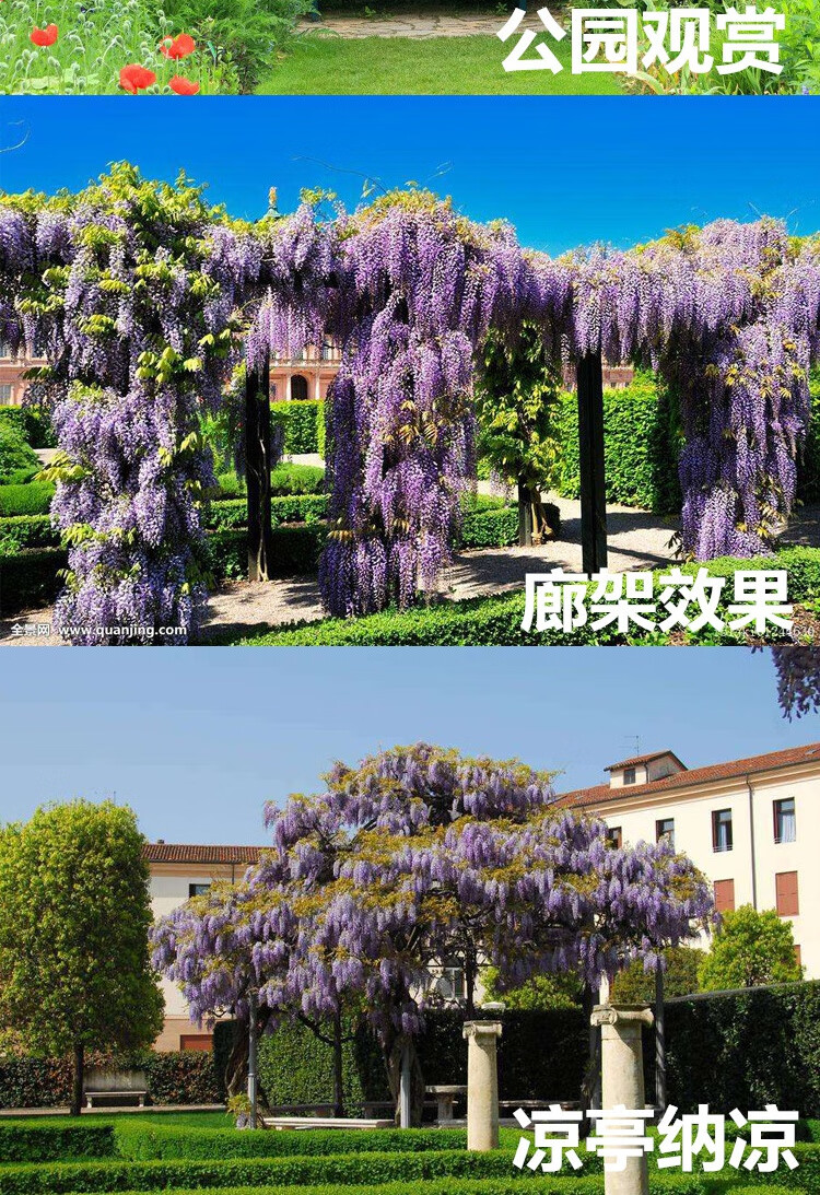 香葶苑紫藤树苗爬藤植物多花紫藤苗庭院四季攀爬紫藤萝阳台盆栽攀援