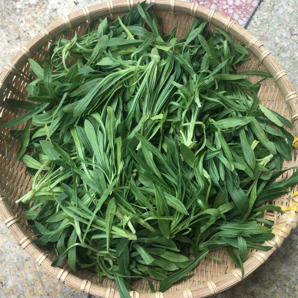 (现采现发)河南面条棵菜羊蹄稞柳叶菜蒸菜食材现挖新鲜面条菜 1000g