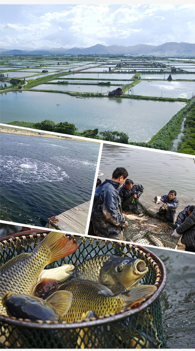 涟木黑鱼苗活体乌鱼苗杂交小黑鱼塘养殖鱼缸观赏生鱼苗财鱼苗淡水鱼苗