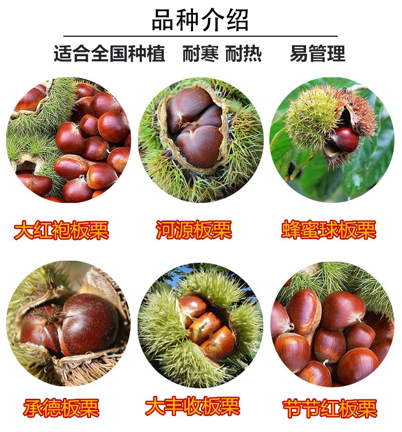 大红袍板栗树苗栗子苗南北方种植当年结果大果乌结果苗5年苗2厘米粗