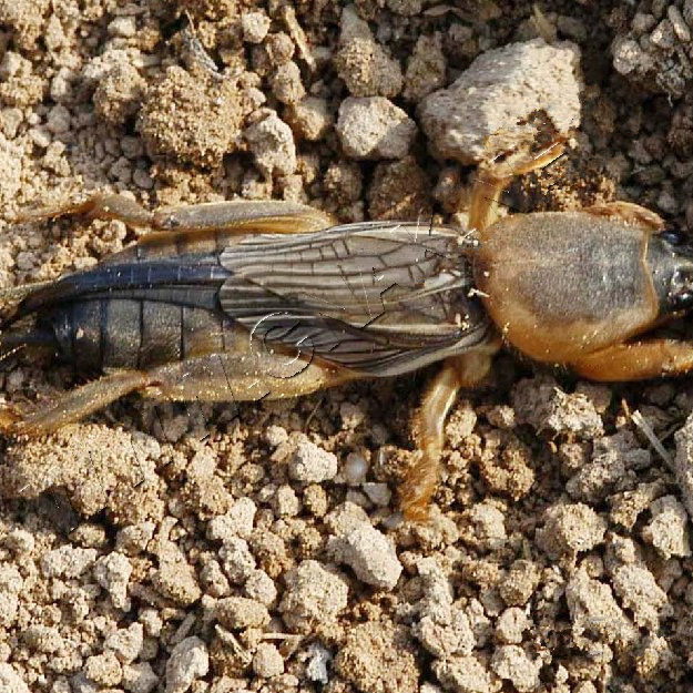 新货蝼蛄干拉拉蛄 土狗 地狗新货干 蝼蛄康中尊 500克【图片 价格