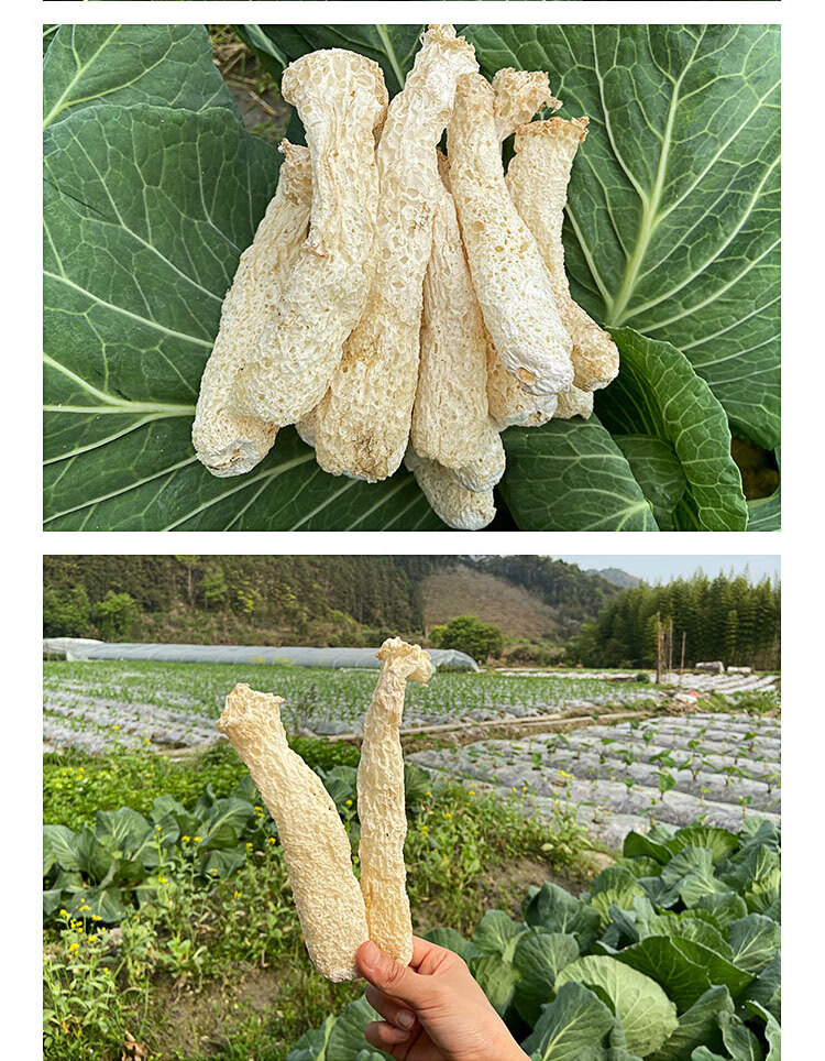 干无裙竹荪纯杆子干货250g新鲜无硫天然鲜竹笙竹菌菇竹参【图片 价格