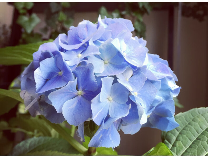 绣球花苗无尽夏盆栽带花八仙花室内花卉观花植物带花发货 拉维布兰满