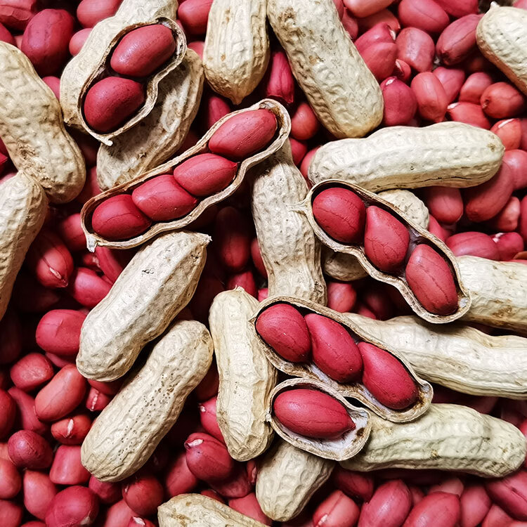 2022年新货红皮生花生带壳晒干新鲜农家原味炒熟红衣四粒红花生米生