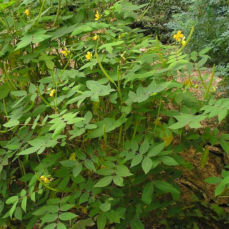 蛇灭门苗驱蛇防蛇望江南野决明带育苗袋泥土发货叶子可食用高60厘米