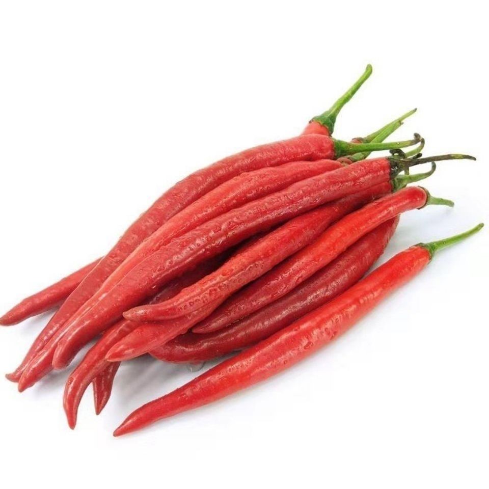 长线椒种子香辣王湖南辣椒种籽杭椒超长特高产春夏秋冬辣椒树种子超长