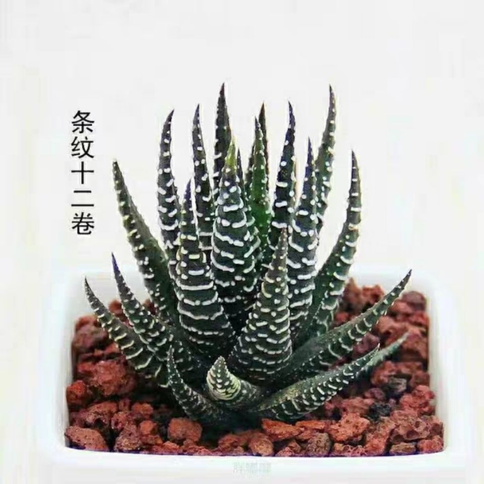 多肉植物条纹十二卷芦荟鹰爪多肉组合肉肉办公室桌面小盆栽囧仙子鹰爪