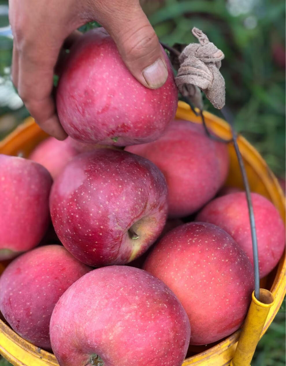 颜曼菁 a级绿色种植云南昭通高原红露丑苹果冰糖心自然熟孕妇宝宝水果