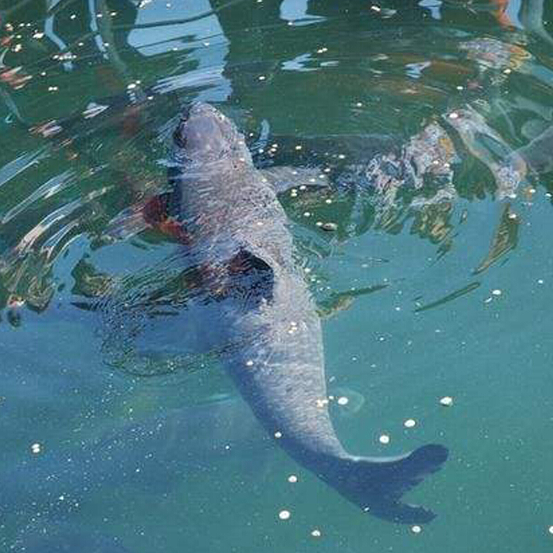 千岛湖活鱼鳙鱼 新鲜大鱼头活体胖头鱼鲜活大头鲢活鱼花鲢500g