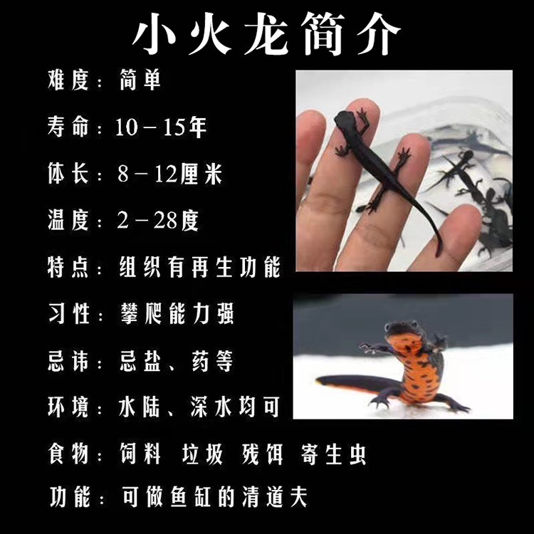 鲲煊鱼小火龙鱼蝾螈鱼缸底部清洁水族活体鱼冷水淡水