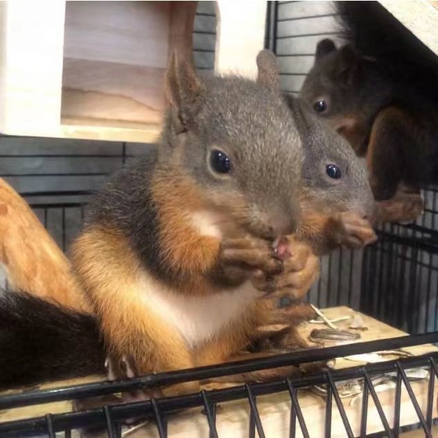 松鼠活物 异宠松鼠活体宠物小松鼠幼崽魔王松正规养殖场魔王金花黄山