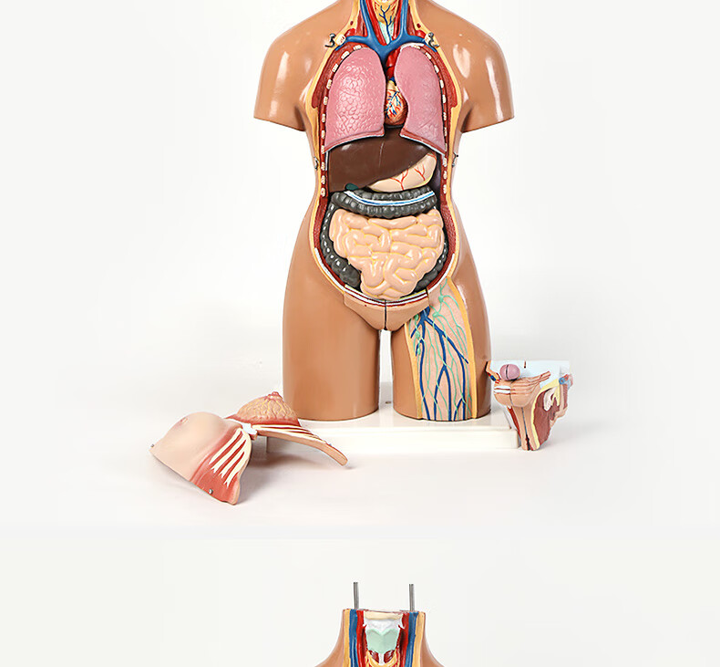 医学人体模型器官图片