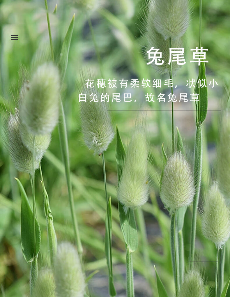 黎昕 兔尾草种子猫尾巴狗尾巴庭院园林装饰观赏春夏秋四季易种植物