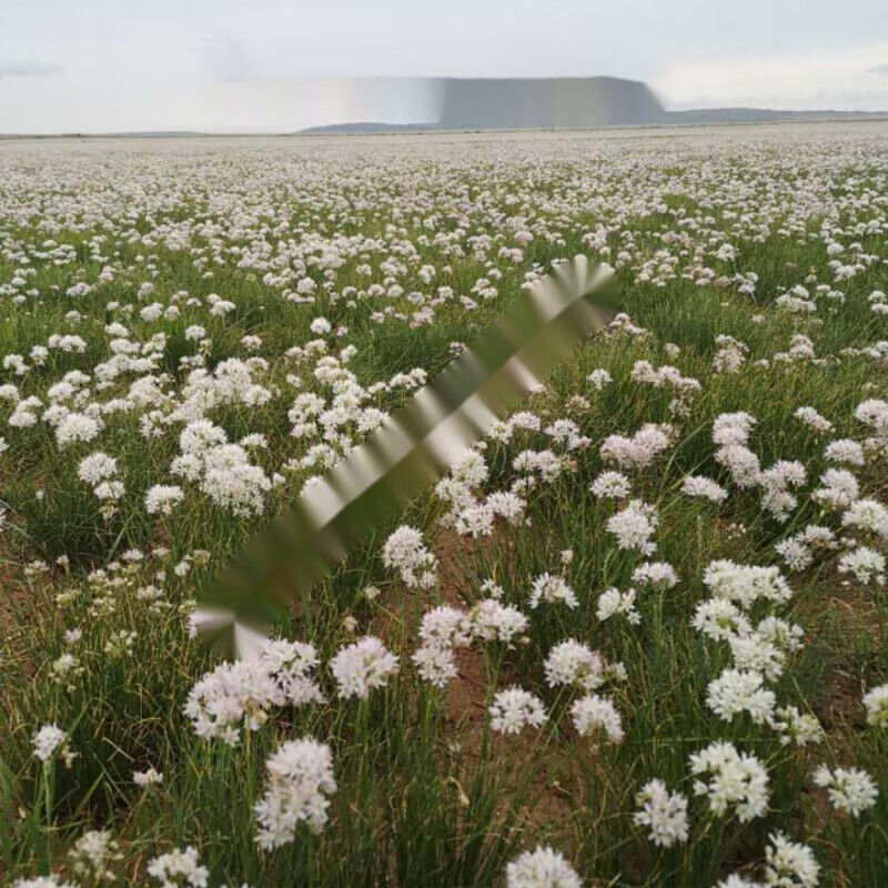 扎蒙花内蒙特产山葱花麻麻花贼麻花优选整朵调料250克【图片 价格