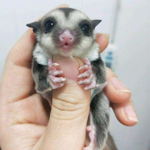 由子网红蜜袋鼯活体飞鼠小飞鼠幼崽澳洲蜜袋鼯幼崽蜜袋宝宝宠物玩家蜜
