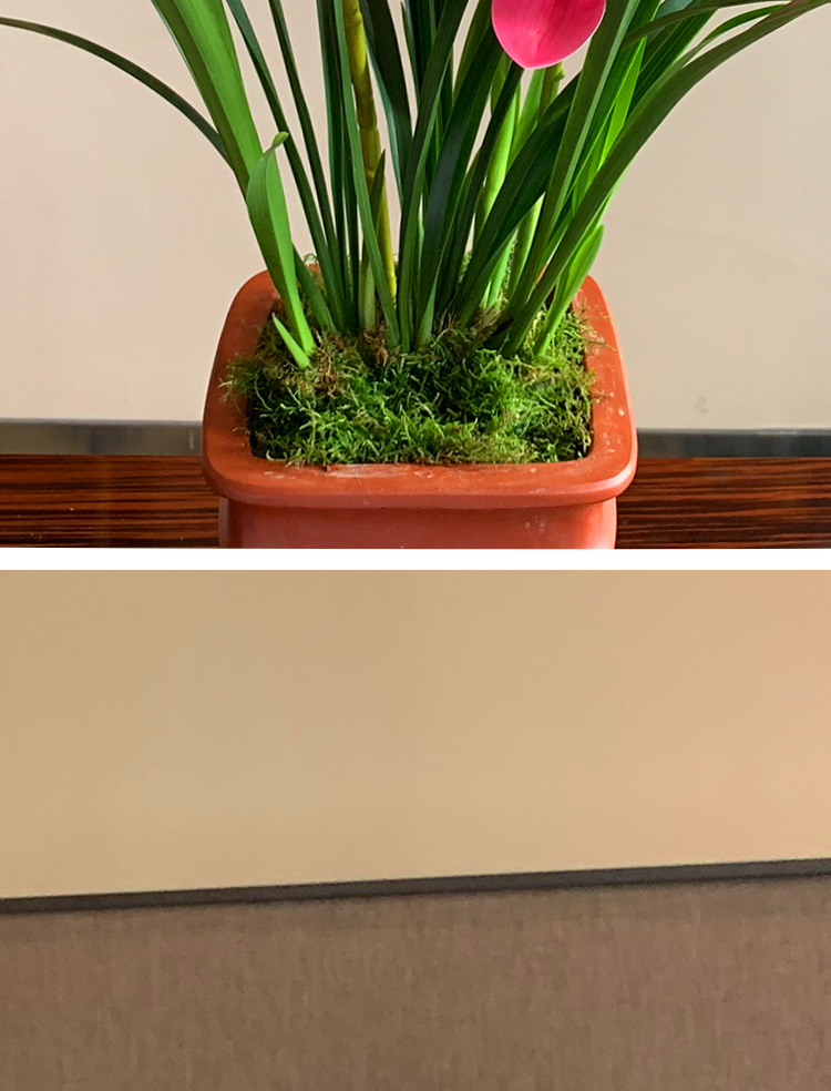 超香兰花 红贵人浓香型盆栽四季好养建兰花卉绿植兰草兰花苗 红贵人5