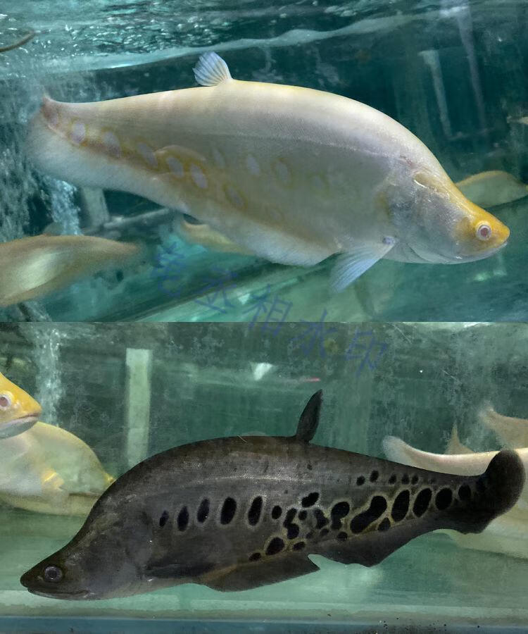 七星刀鱼黄金白化七星刀活体好养中大型热带魔鬼刀金刀淡水观赏鱼 双