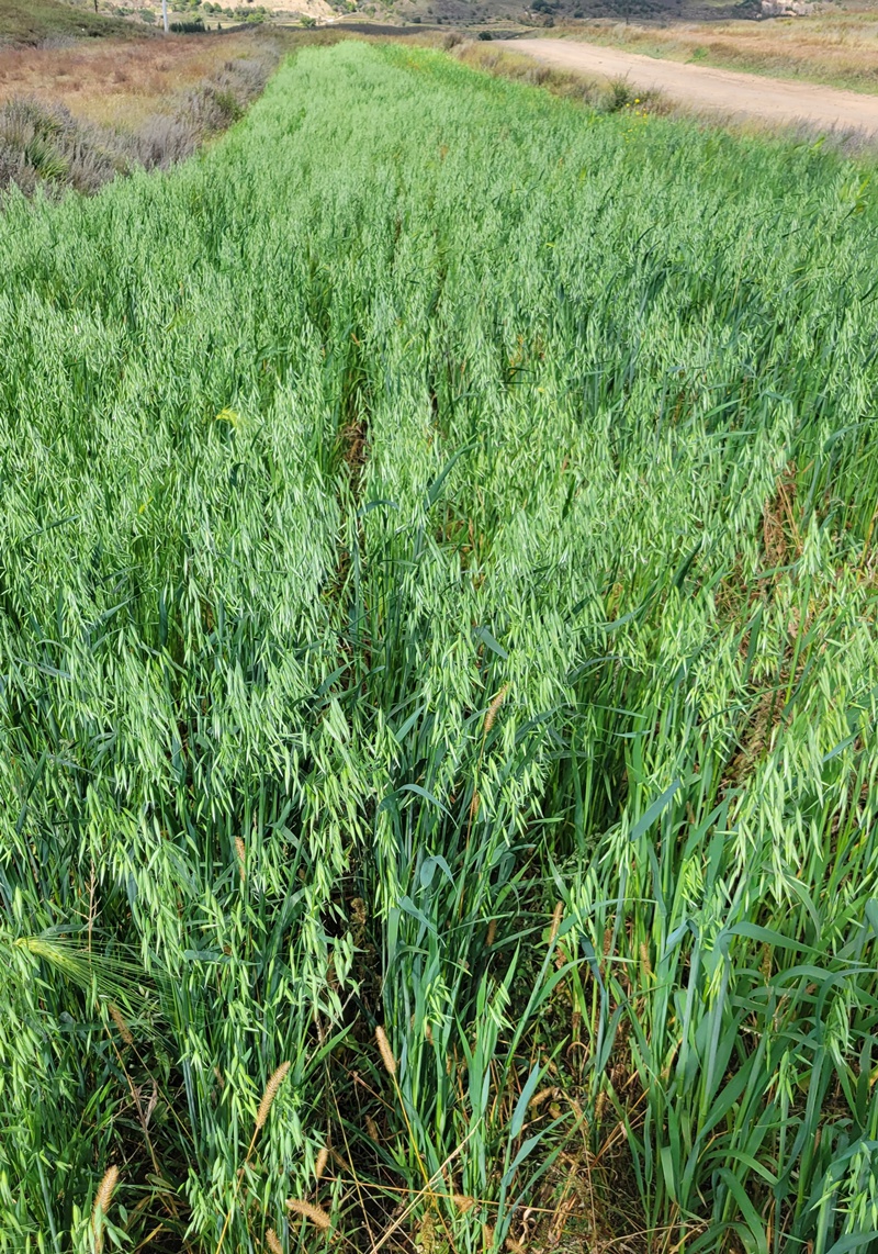 莜面粉纯莜面攸面燕麦筱莜麦面张家口 阿巴香5斤纯莜面【图片 价格