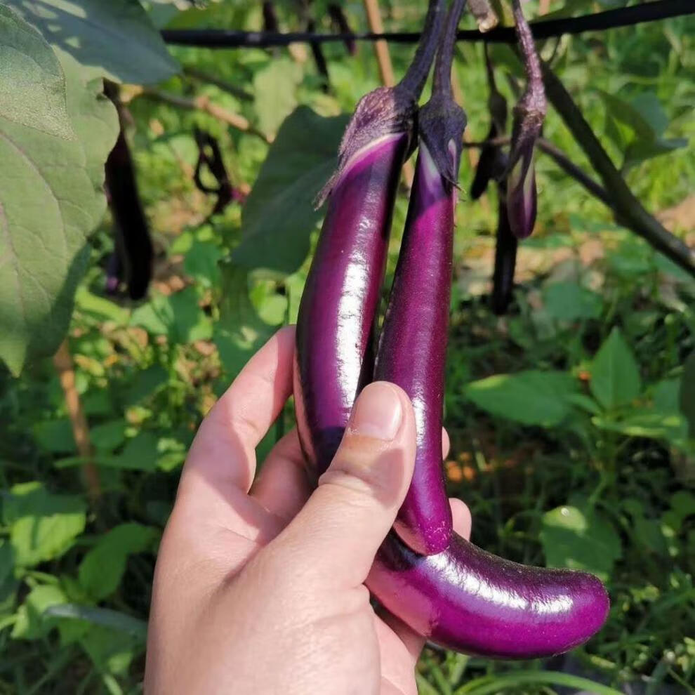 长茄子新鲜细小长线茄子福建蔬菜农家现摘15斤3斤细茄子