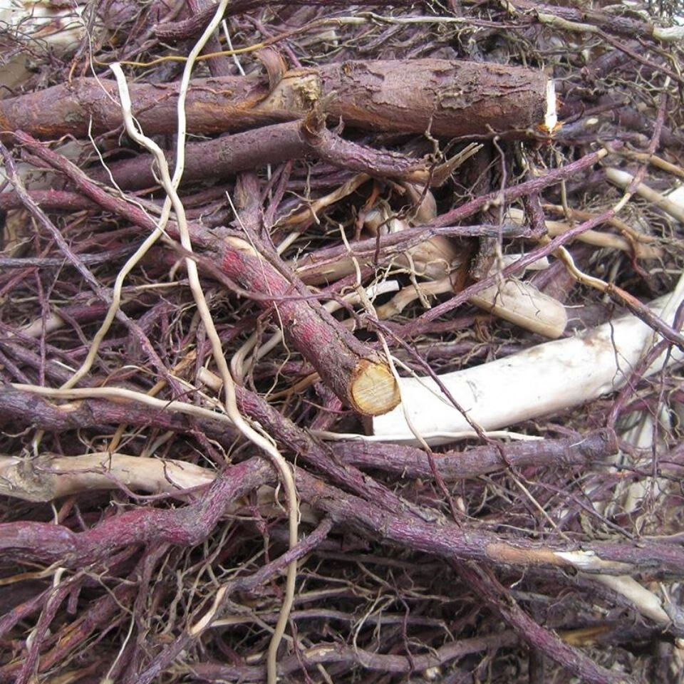 红豆杉树根 250克 中含 红豆杉果皮 紫杉原根树根