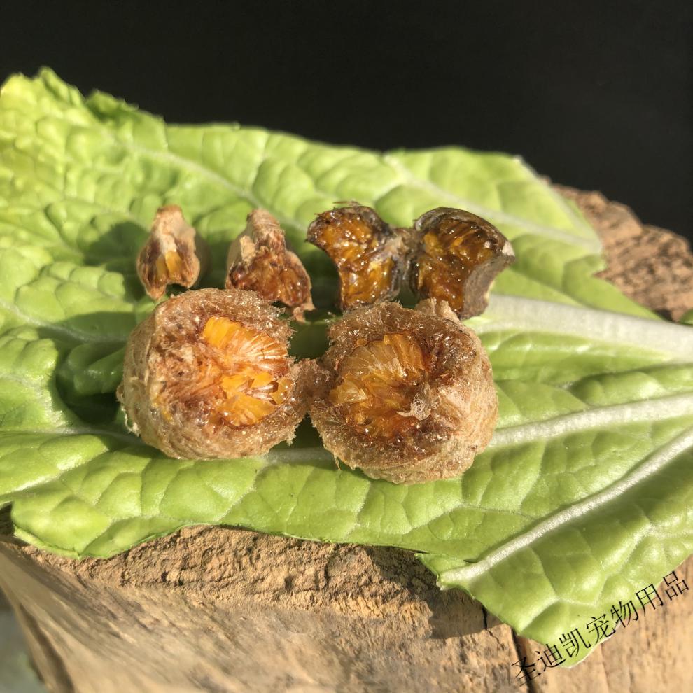 中华大刀螳螂刺花非洲大魔花兰花幽灵广斧活体宠物卵夹爬宠虫活体2022