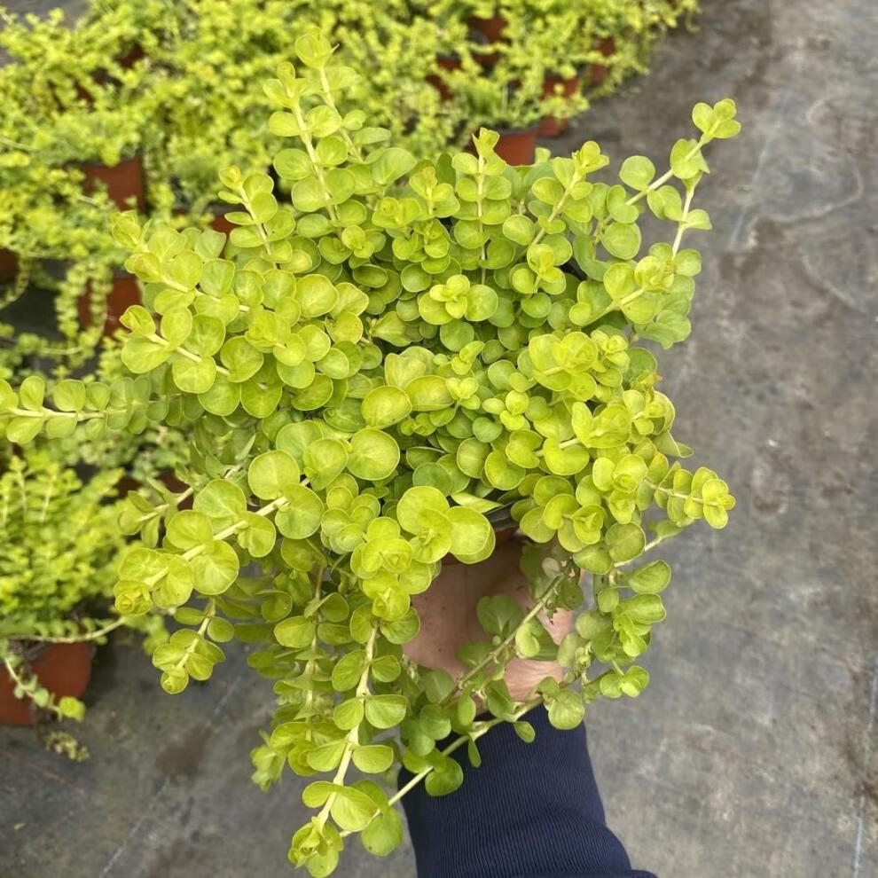 黄金串吊兰金叶过路黄垂钓植物沼泽挺水植物 四季常青地被苗 黄金佛甲