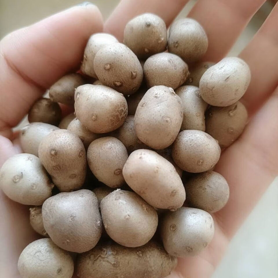 3-5斤装新鲜铁棍山药豆农家自种新鲜蔬菜特产营养粉糯山药蛋豆 3斤