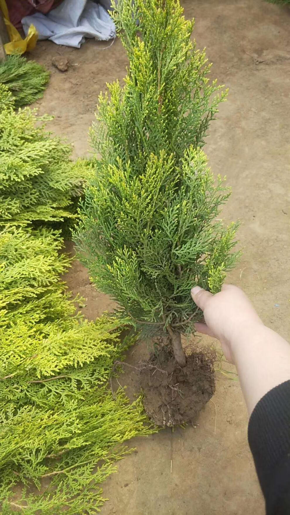 绿化工程地柏苗爬地柏苗地柏盆景素材铺地柏树苗爬地柏松铺地植物洒金