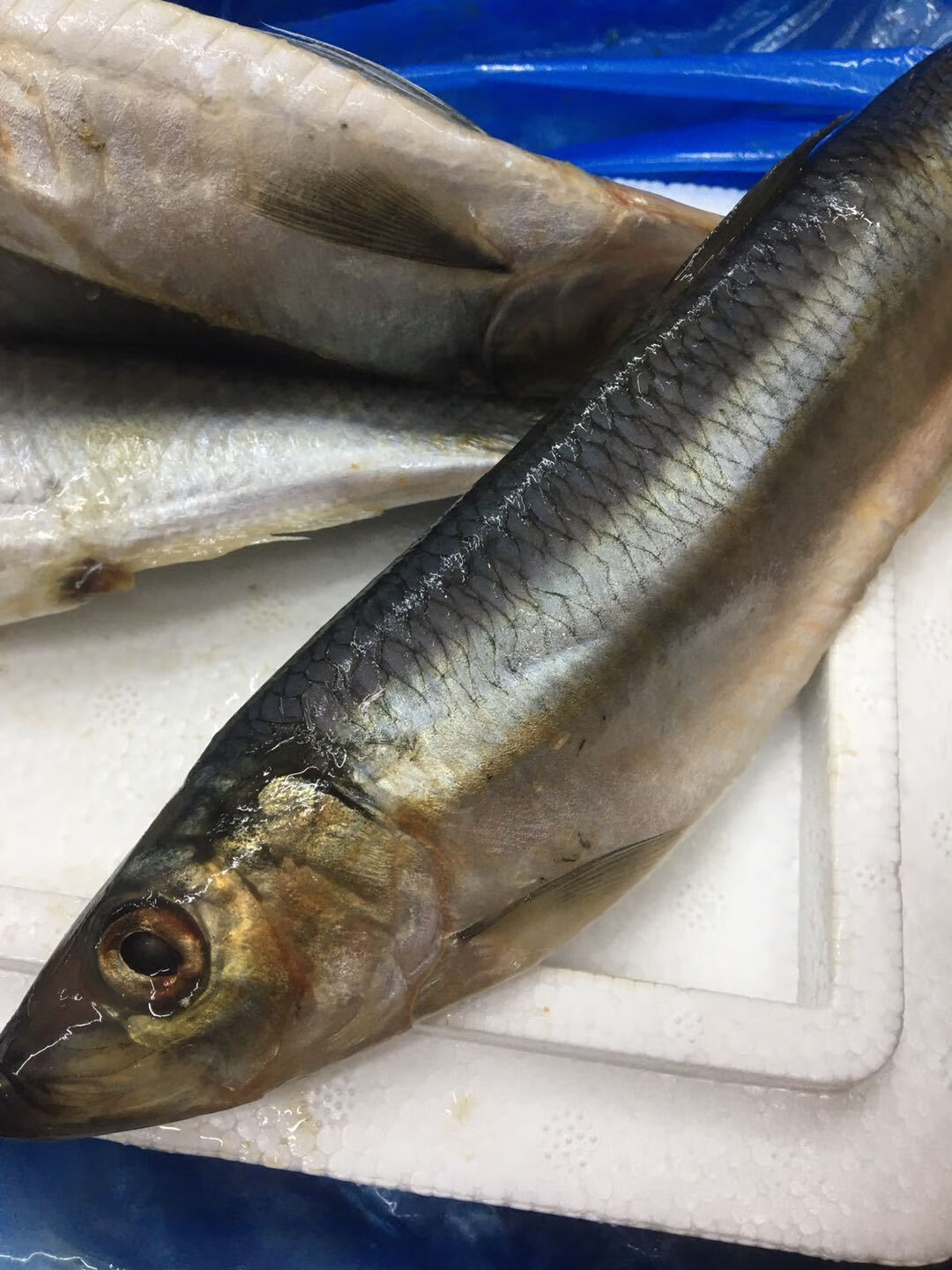 海青鱼/条新鲜青鱼青占鱼青条鱼 海鲜水产 8斤装 【青鱼】