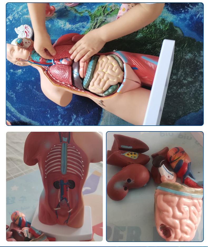 人体解剖模型器官可拆卸医学教学心脏内脏模型玩具躯干结构图精品医学