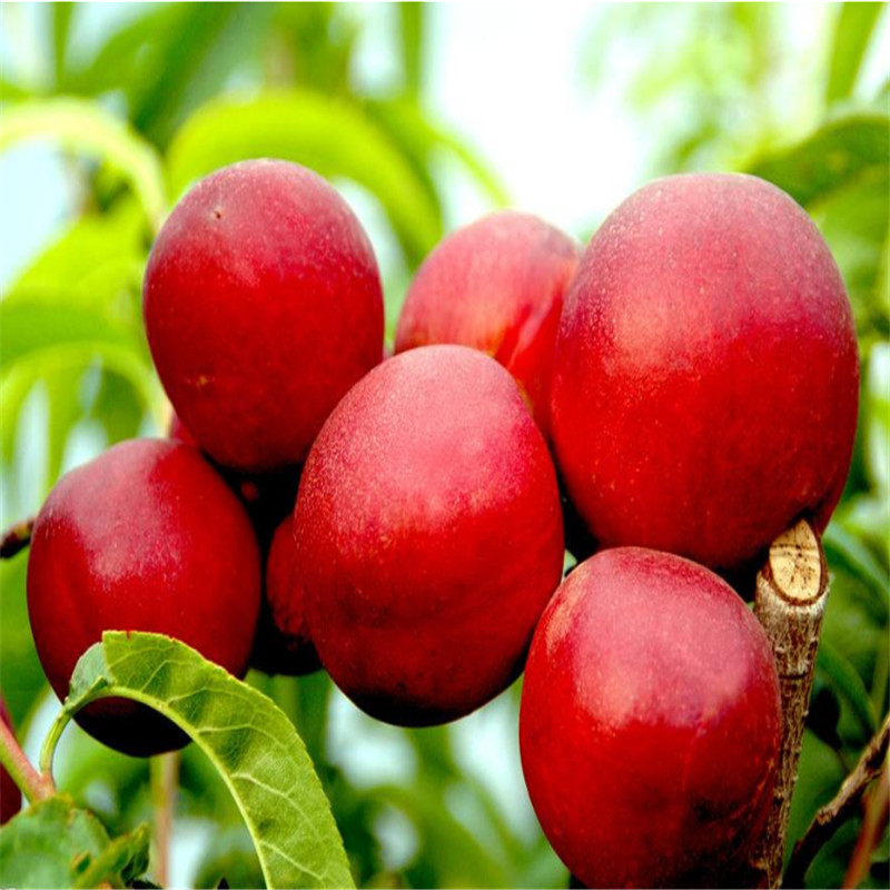 逍遥美国黑布朗李子树苗,红布朗李子树苗批发 黑布朗李子树2岁苗