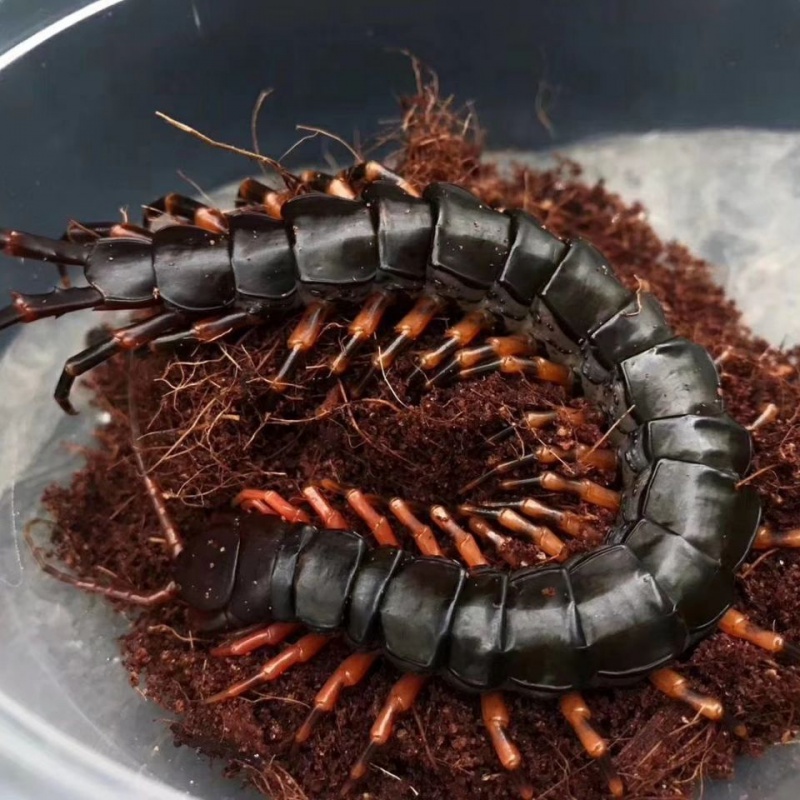 【京东推荐】海南间脚蜈蚣观赏爬虫宠物活体经典国产蜈蚣新手入门好养