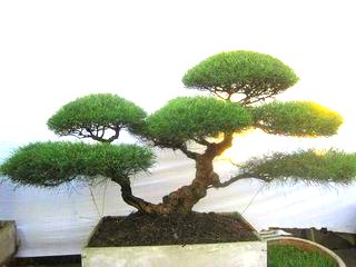 红色花絮柽柳树桩盆景怪柳观音柳精品盆栽庭院办公室客厅树苗小桩