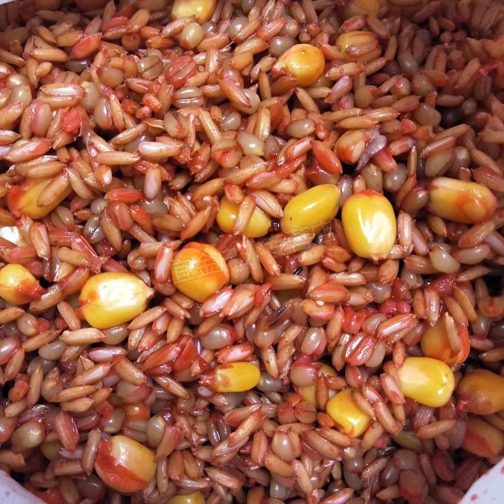 重庆合川谷麦小药窝料配方钓鱼饵料一杆玉米谷子麦子鲤鱼饵绿色谷麦