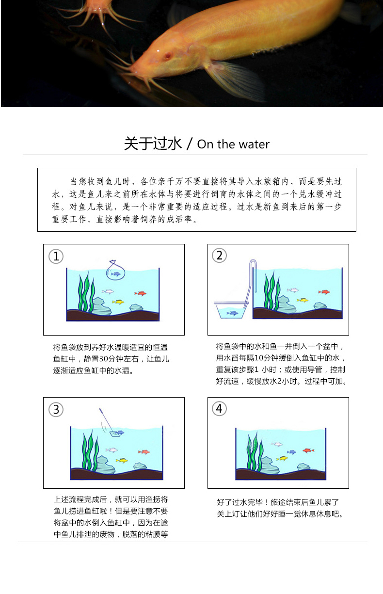 嘉瑰黄金鳅清道夫金龙鳅好养黄金泥鳅淡水鱼小金鱼耐