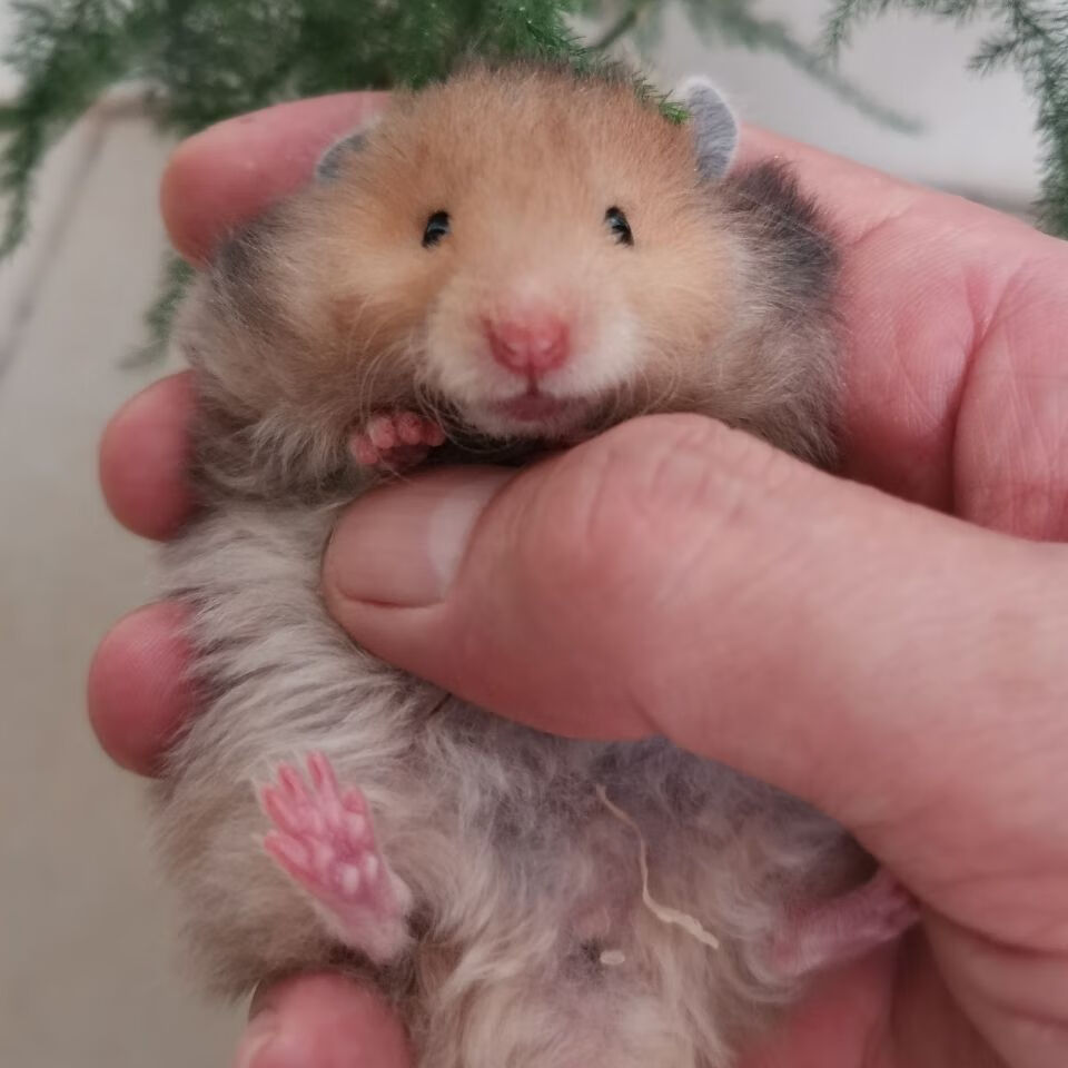 cmcm卷毛金丝熊长卷毛仓鼠金丝熊活体稀有高端品种家养金丝熊品质保证