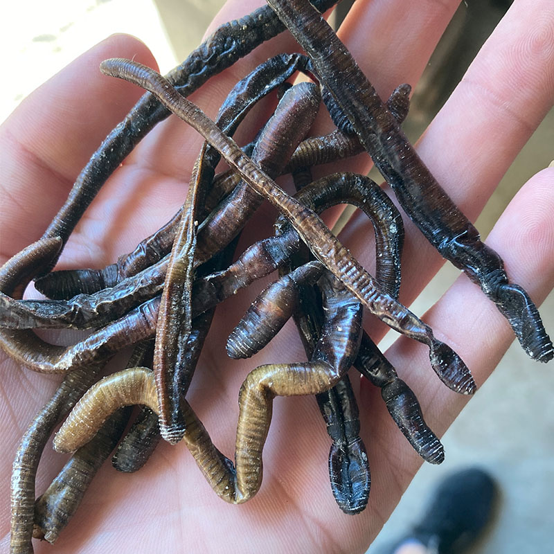 钰洛格 晒干的野生黑蚯蚓干货臭蚯蚓青蚯蚓干曲蟮捕黄鳝鱼饵饵料整条